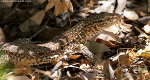 Callopistes maculatus