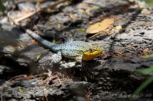 Liolaemus tenuis