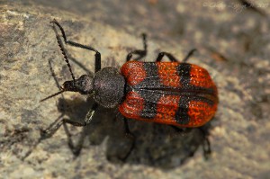Astylus trifasciatus