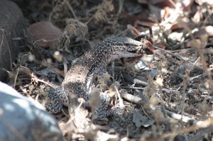 Callopistes maculatus (anteriormente Callopistes palluma)