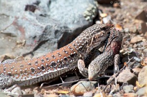 Callopistes maculatus (anteriormente Callopistes palluma)