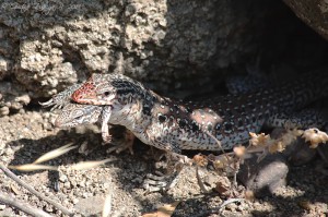 Callopistes maculatus (anteriormente Callopistes palluma)