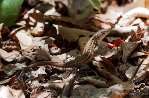 Liolaemus lemniscatus