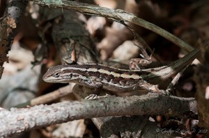 Liolaemus schroederi