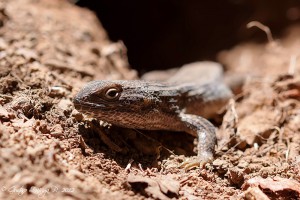 Liolaemus chiliensis