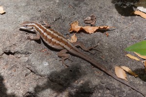Liolaemus schroederi