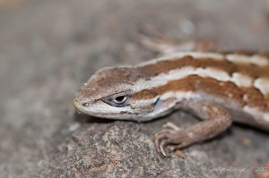 Liolaemus schroederi