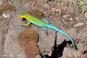 Liolaemus tenuis