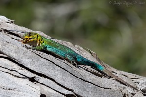 Liolaemus tenuis