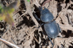 Apterodorcus bacchus