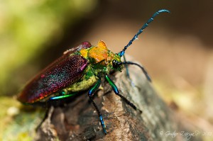 Cheloderus childreni