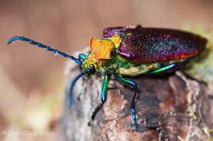 Cheloderus childreni