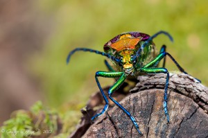 Cheloderus childreni