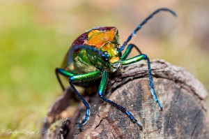Cheloderus childreni