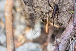 Raphidophoridae