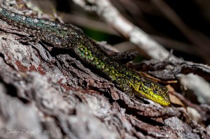 Liolaemus pictus