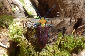 Cheloderus childreni