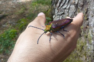 Cheloderus childreni
