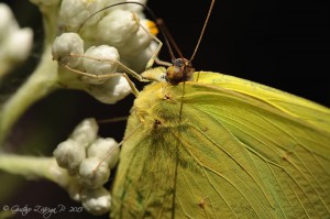 Phoebis sennae amphitrite