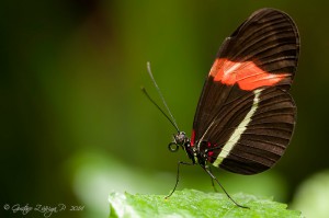 Heliconius erato