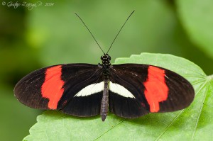 Heliconius erato