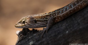 Liolaemus lemniscatus