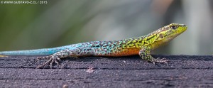 Liolaemus tenuis