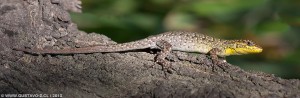 Liolaemus tenuis