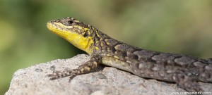 Liolaemus tenuis