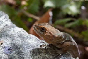 Pristidactylus torquatus