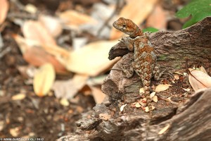 Pristidactylus torquatus