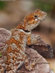 Pristidactylus torquatus