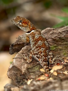 Pristidactylus torquatus