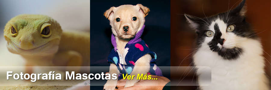 Servicio-Fotografico-Mascotas