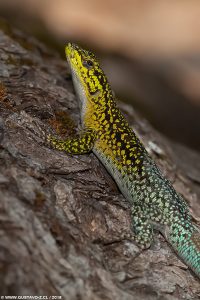 Liolaemus tenuis