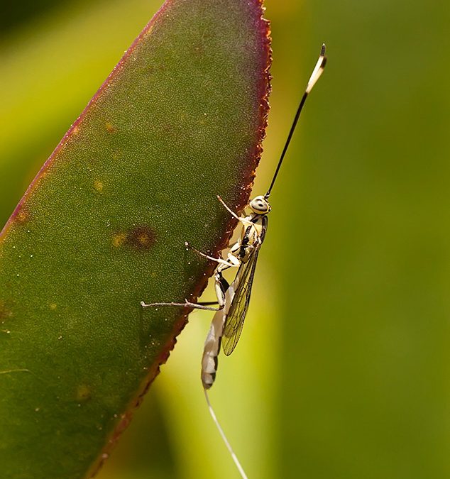 Ichneumonidae