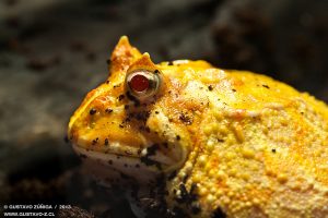 Ceratophrys cranwelli