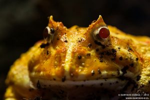 Ceratophrys cranwelli