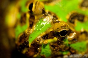 Ceratophrys cranwelli