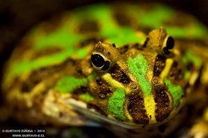 Ceratophrys cranwelli