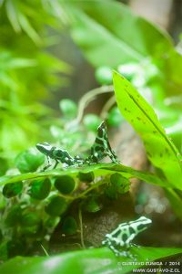 Dendrobates auratus