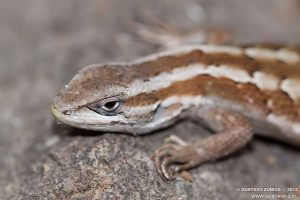 Liolaemus schroederi - Lagartija de Schröeder