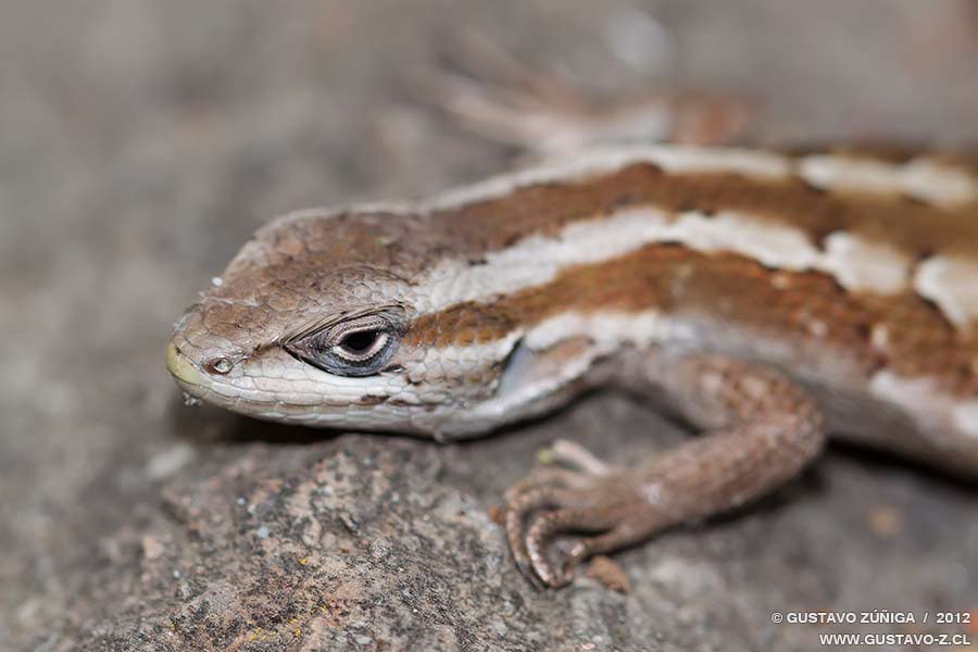 Liolaemus schroederi Lagartija de Schroeder / GustavoZ.cl
