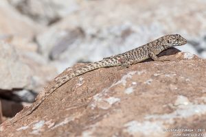 Liolaemus leopardinus, Lagarto Leopardo