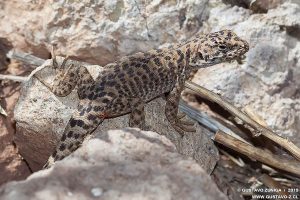 Liolaemus leopardinus, Lagarto Leopardo