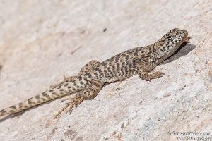 Liolaemus leopardinus, Lagarto Leopardo