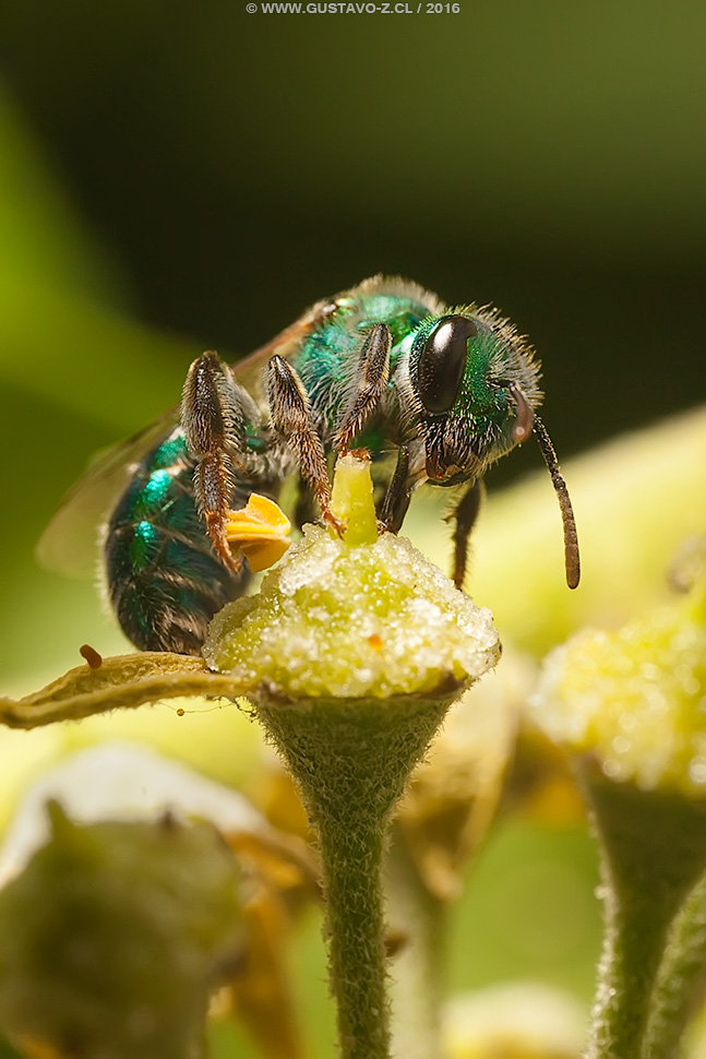 Callistochlora chloris (Spionola 1851),Corynura chloris, Abejita Verde Esmeralda