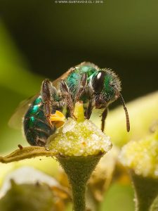 Callistochlora chloris (Spionola 1851),Corynura chloris, Abejita Verde Esmeralda