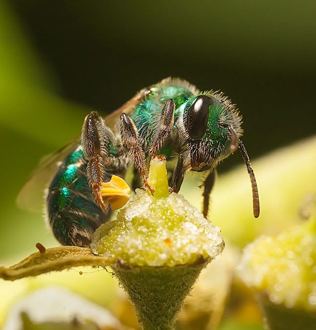 Callistochlora chloris – Abeja Verde Esmeralda
