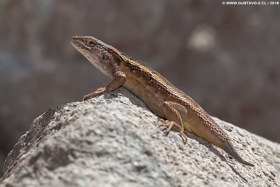 Liolaemus_schroederi_IIMG_4077